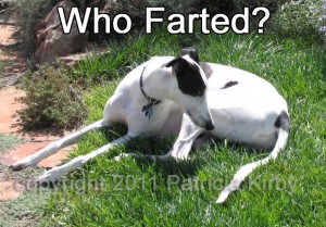 Who Farted?