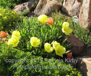 Missouri Evening Primrose