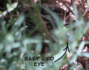 Baby Gambel Quail