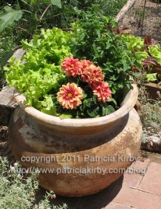 lettuce in pot