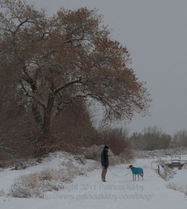 greyhound out for a walk