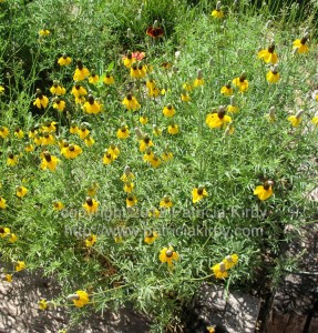 Mexican Hats / Prairie Coneflowers