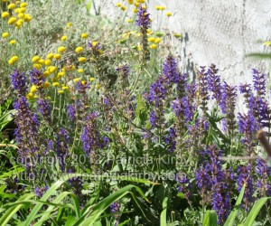 May Night Salvia