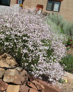 Moth or Phlox penstemon