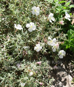 White Evening Primrose