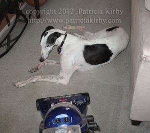 greyhound and vacuum cleaner