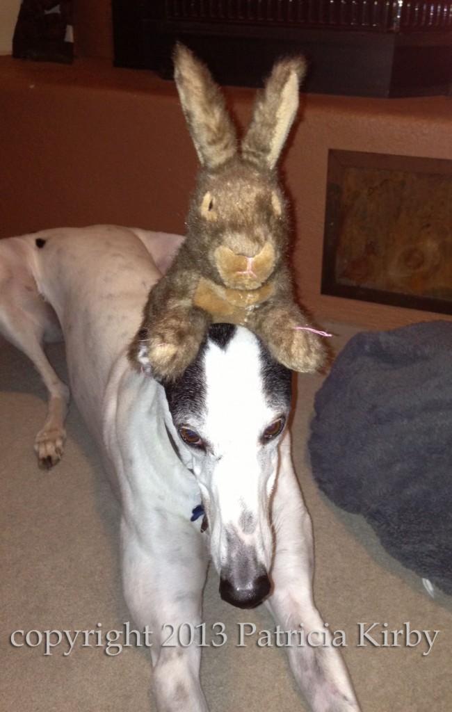 greyhound with rabbit on its head